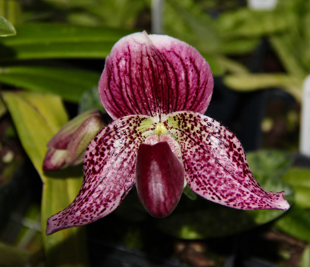 paphiopedilum orchidee