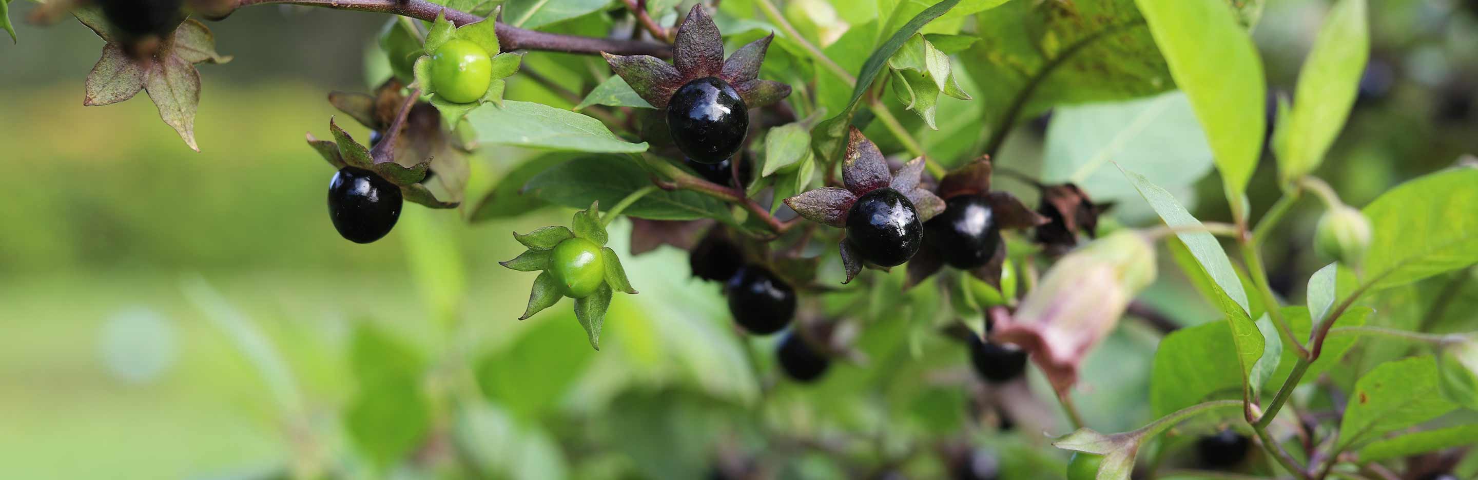 The World’s deadliest plants - 10 of the best (or worst)