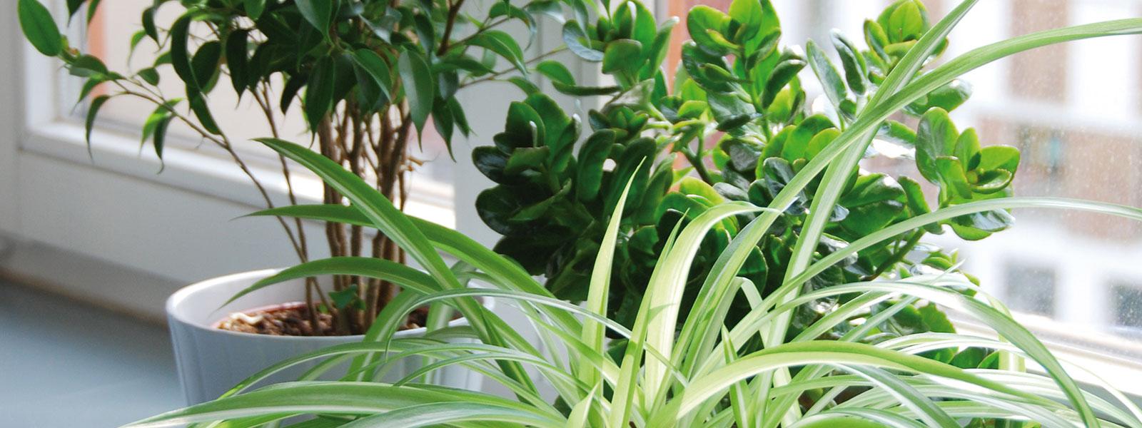 Ompotning af stueplanter