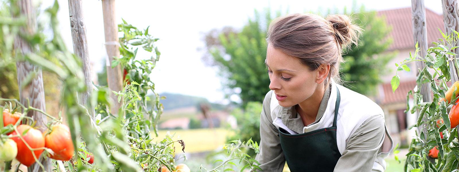 Tomater & krydderurter