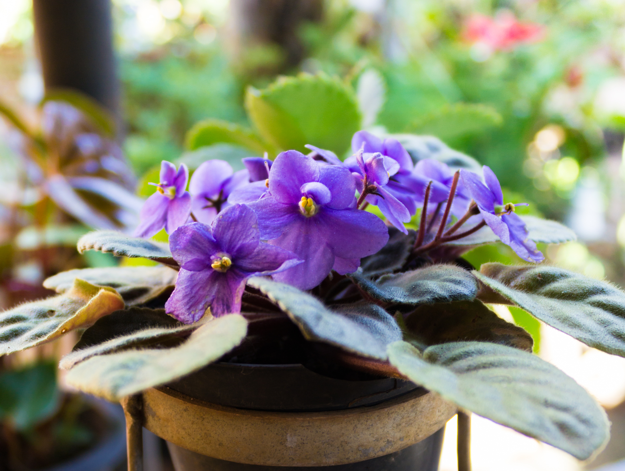 African violets