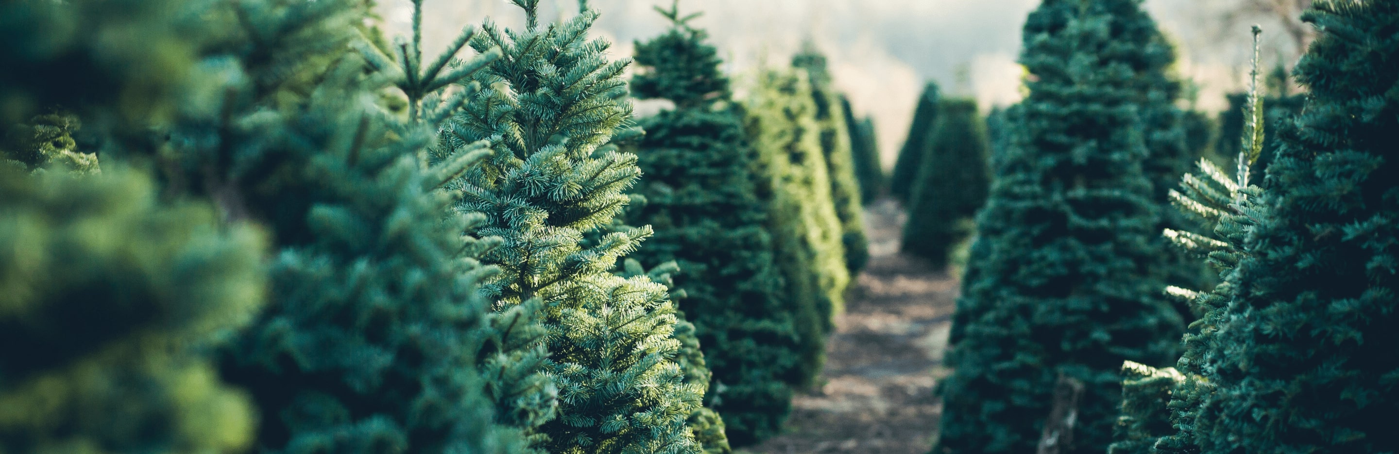  Drzewko Świąteczne