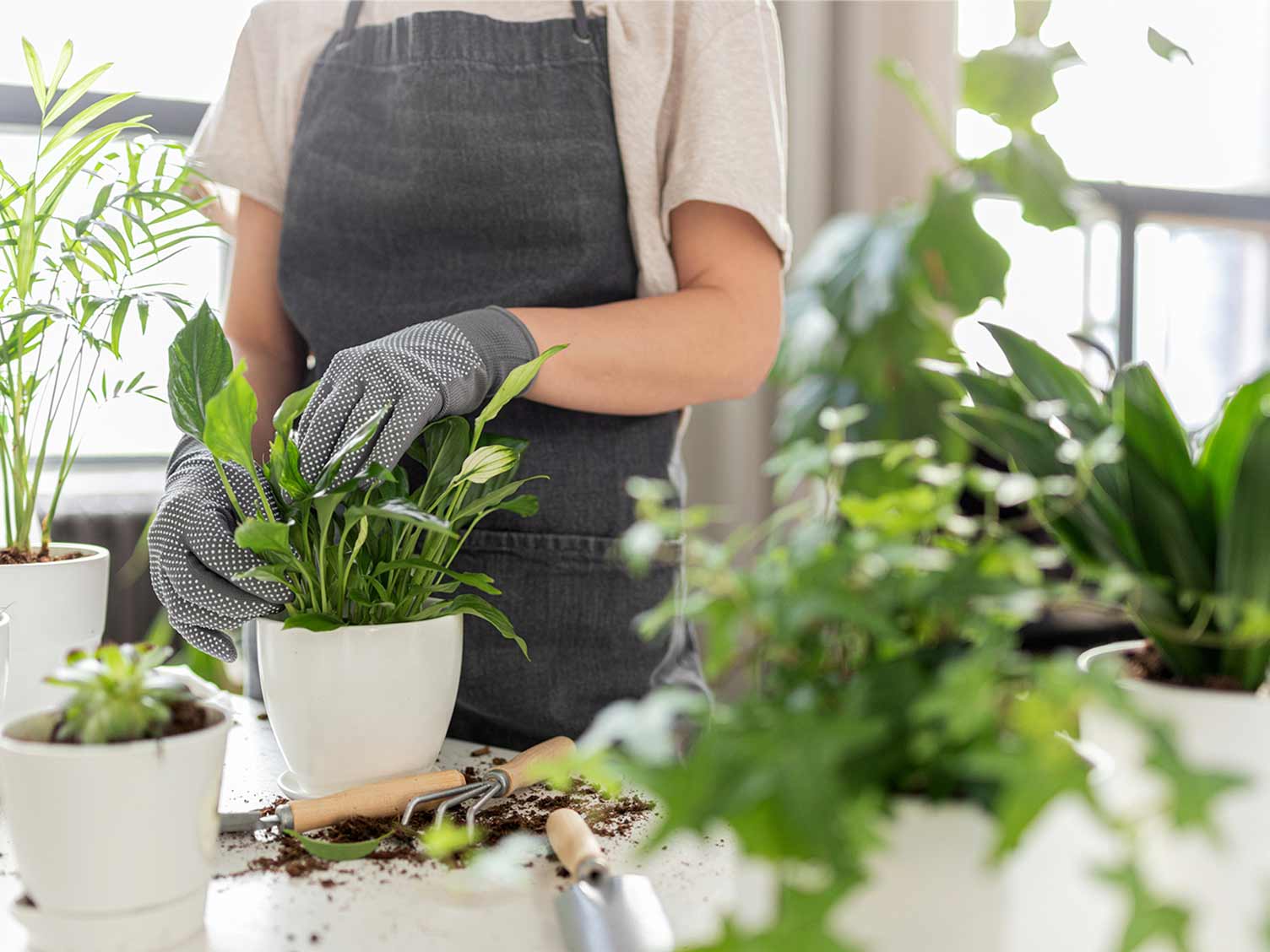 How to make your houseplants happy Love The Garden