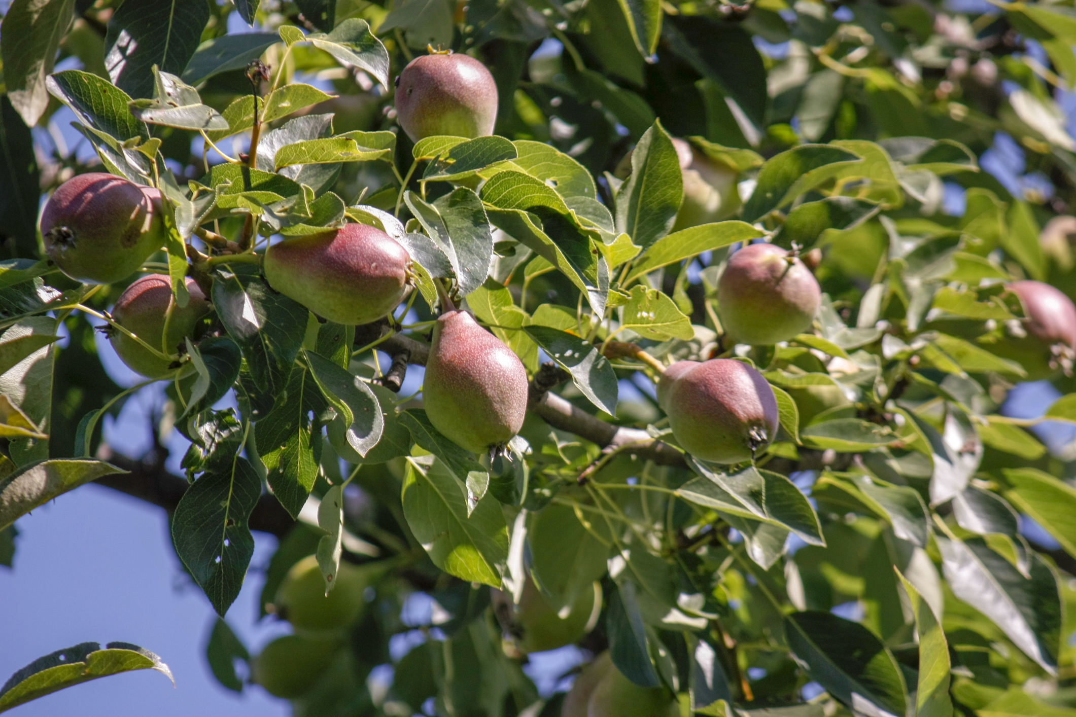 Feed your garden for upto 6 months