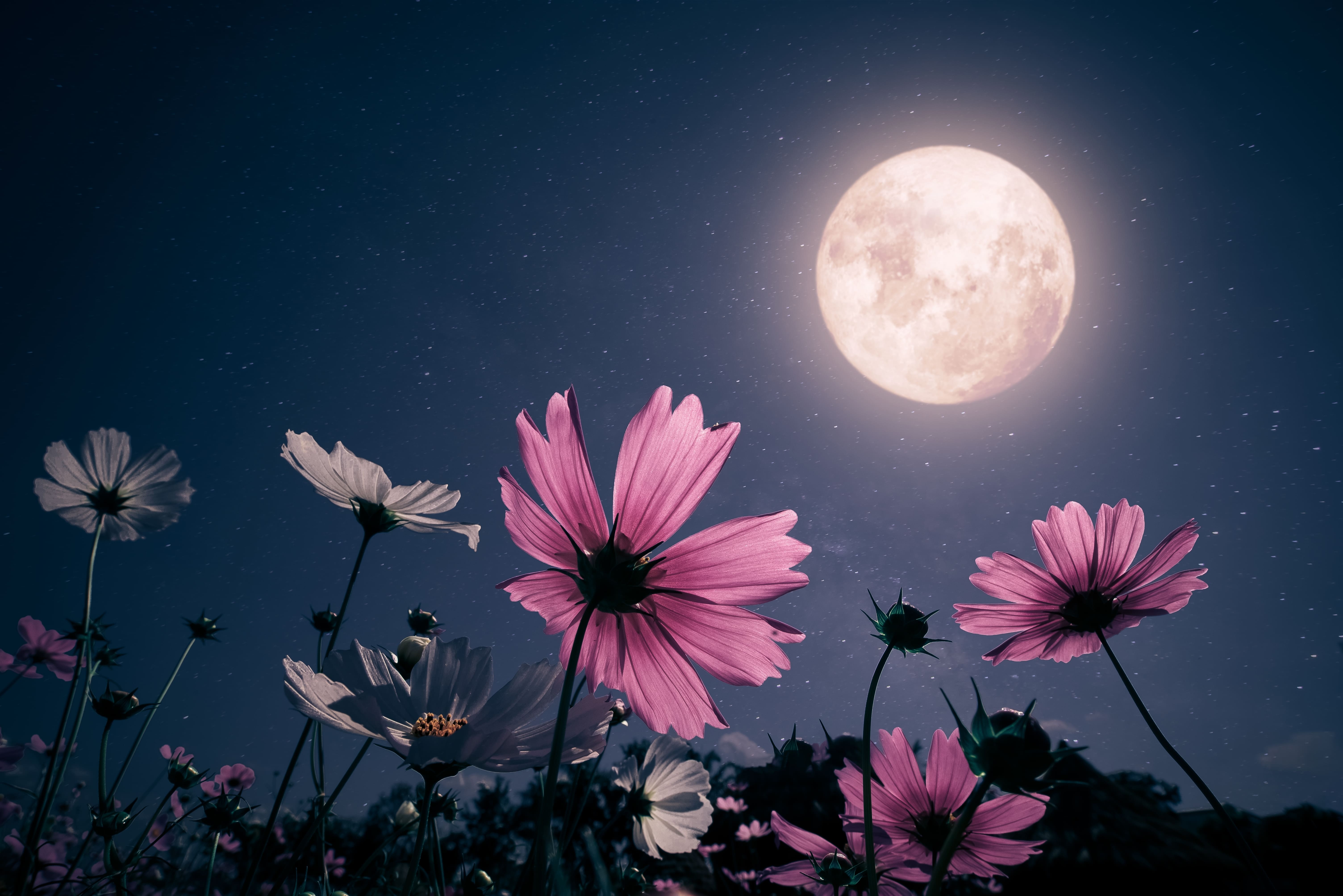 Des fleurs roses dans le jardin se tournant vers la pleine lune dans le ciel nocturne