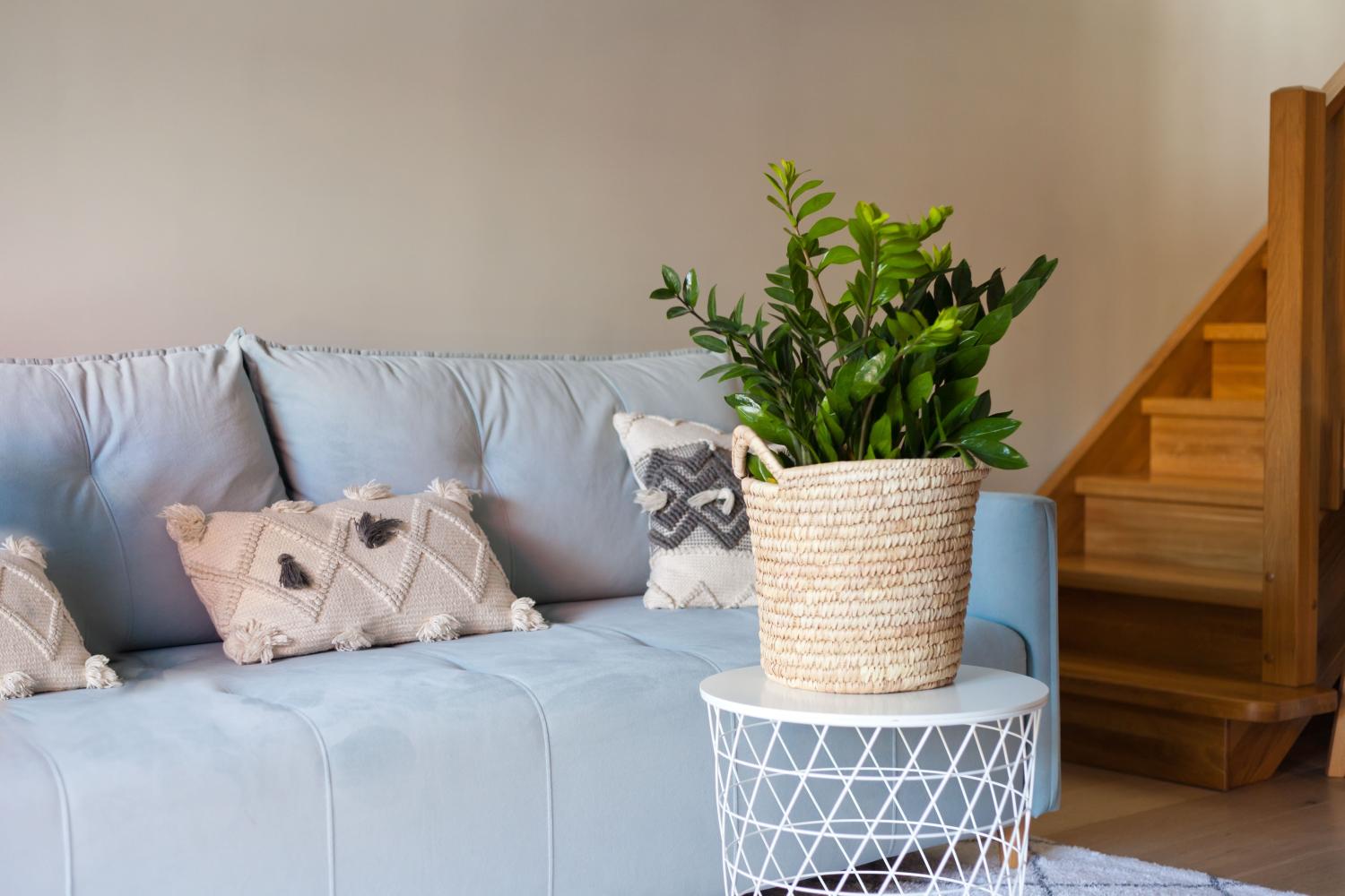 Un salon moderne avec escaliers en bois, canapé rétro bleu clair avec oreillers et une plante de Zamioculcas zamiifolia sur un support blanc et ajouré