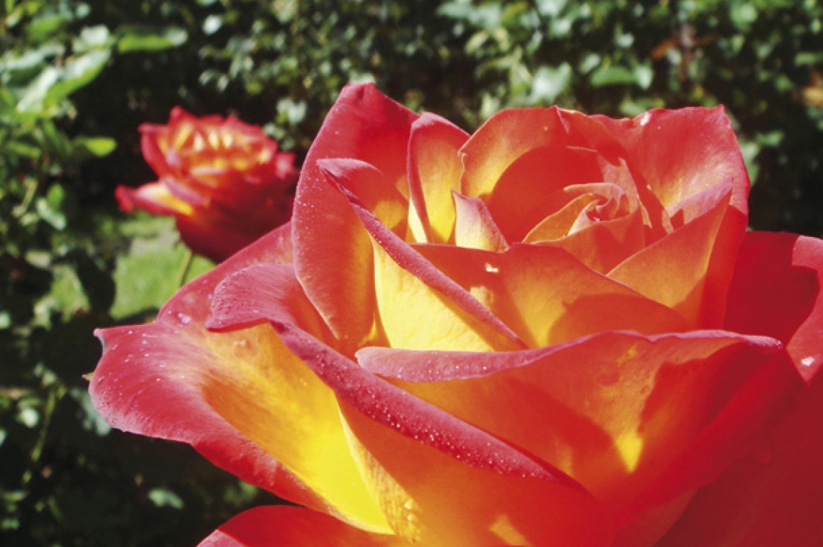 Roseiras: identificar, resolver os problemas
