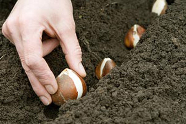 Asdomo Garden Plantoir à semis pour planter des semences et des bulbes 