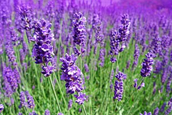 fr_pp0016_0.jpg null