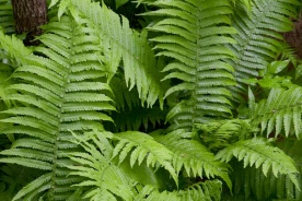 fr_pp0039_0.jpg null