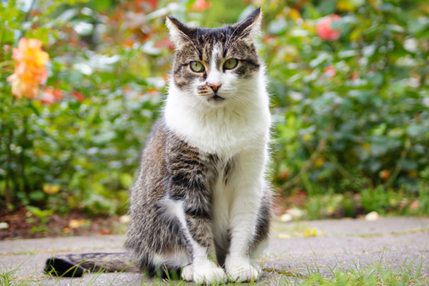  Repousser le chat des voisins de votre jardin