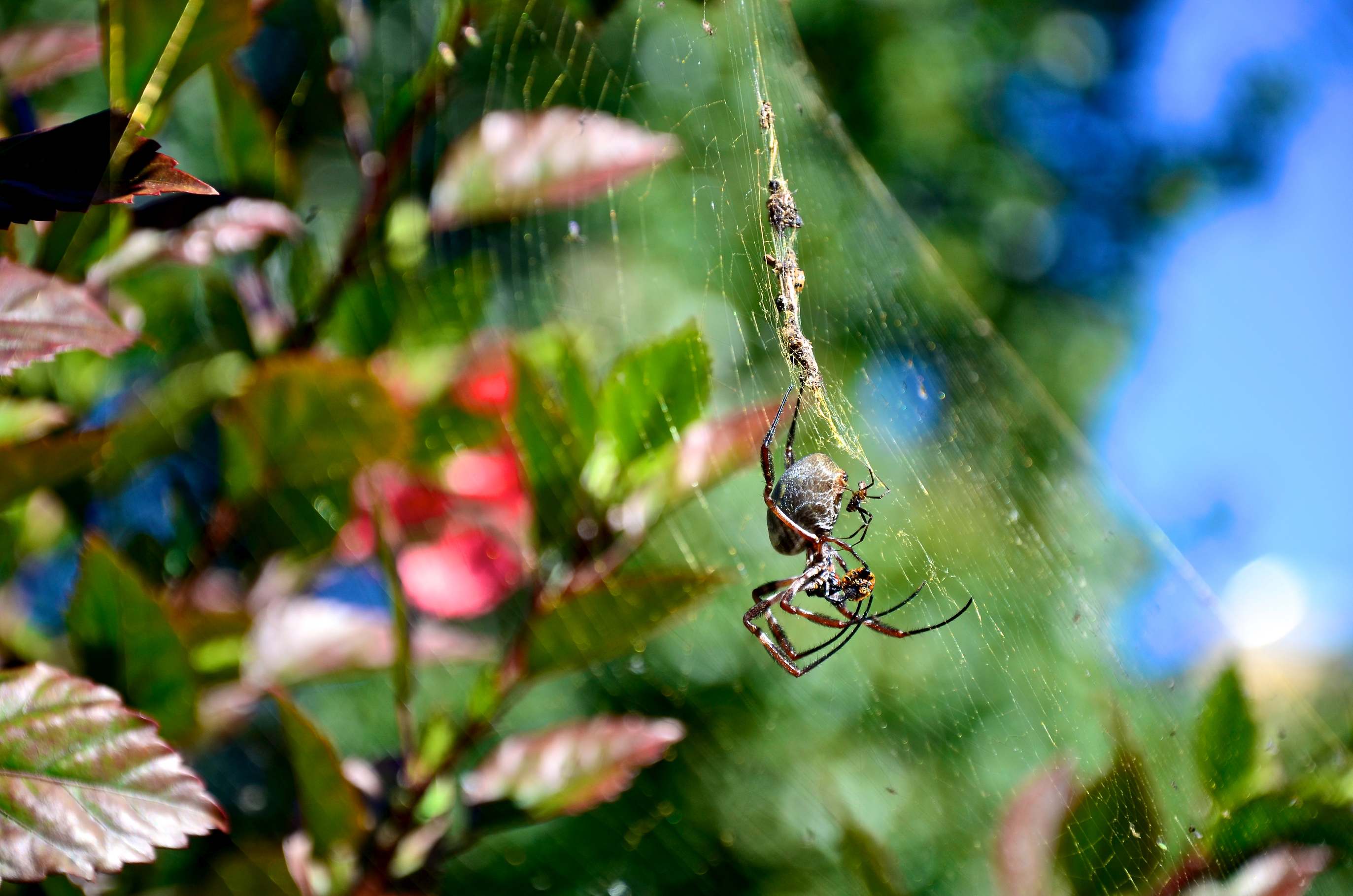 Getting rid of garden bugs