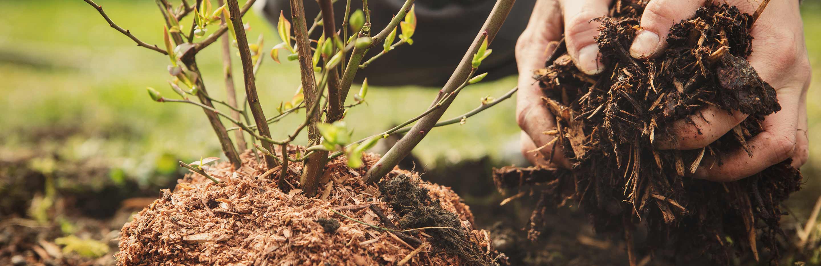 Carbon neutral | Evergreen Garden Care