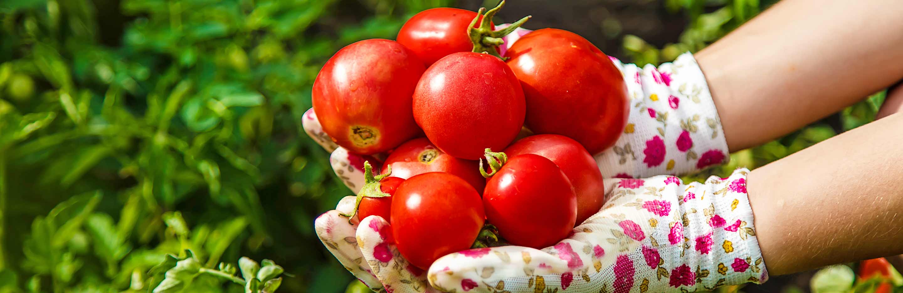 Growing the best tomatoes