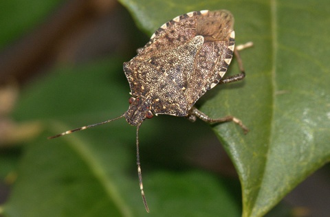 halyomorpha-usda-ars.jpg null