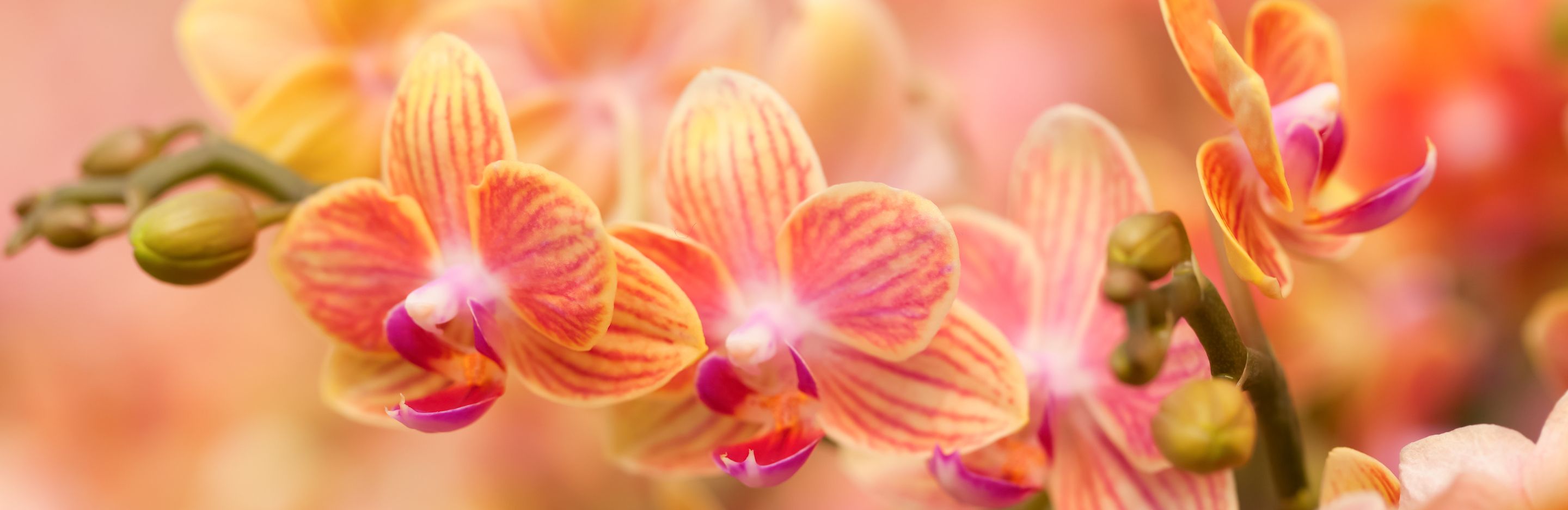 podlewanie storczyków