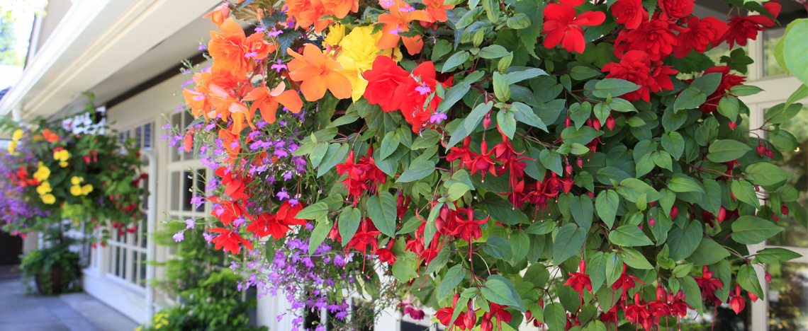 Header image plantes rustiques à suspendre