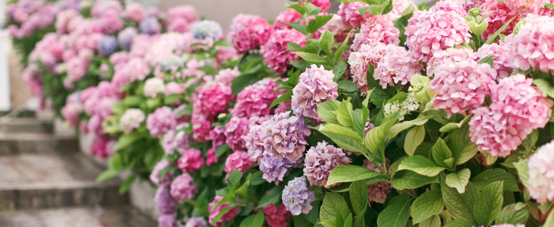 Boutures d’hortensia avec du terreau, une pomme de terre et de l’eau I Love My Garden