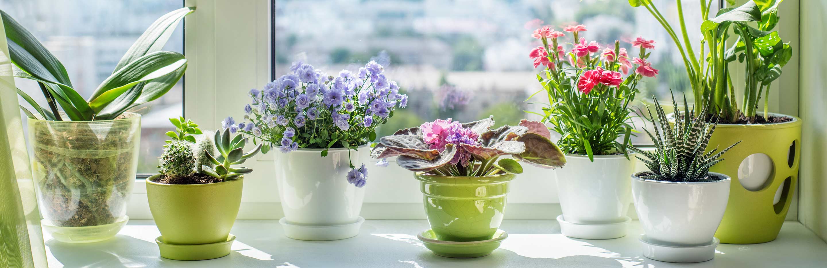 Houseplants home tour