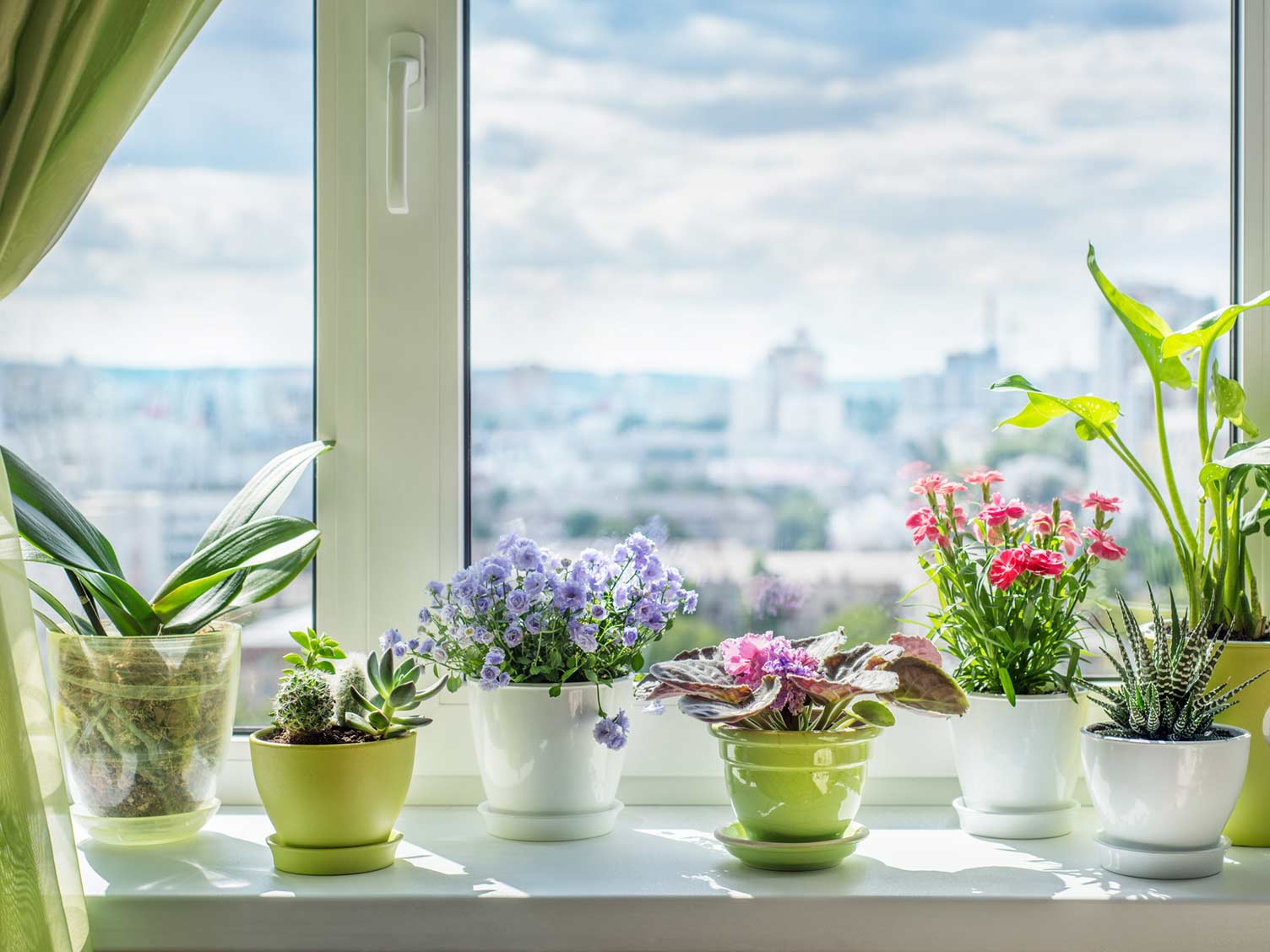 Комнатные Цветы Для Солнечного Окна фото 7