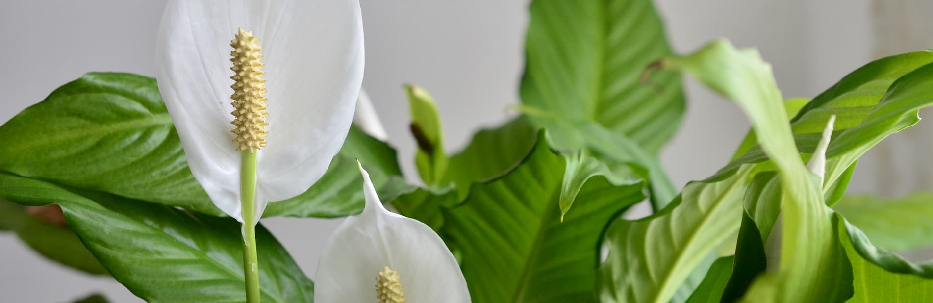 How to Care for Peace Lilies