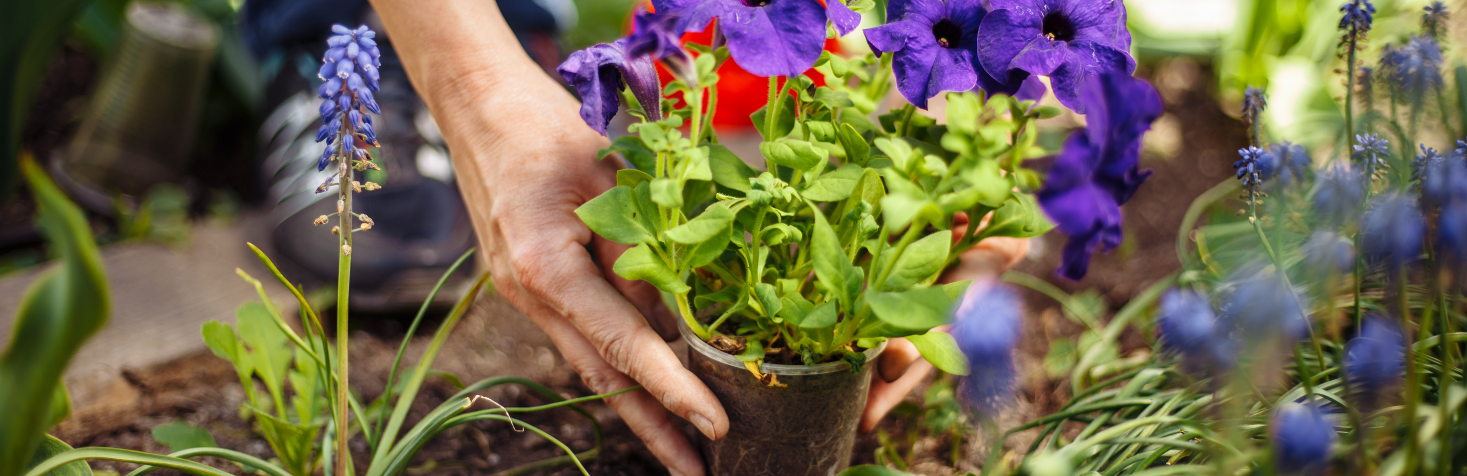 Hydrożel –  co to jest i jak stosować hydrożel do kwiatów doniczkowych
