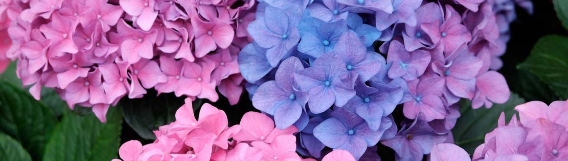 Arbustos de flor : plantar, sembrar
