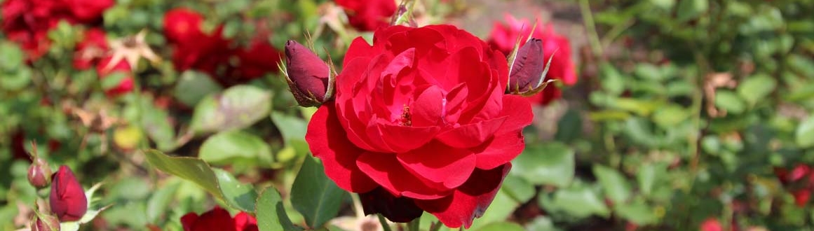 Roseiras: plantar, semear

