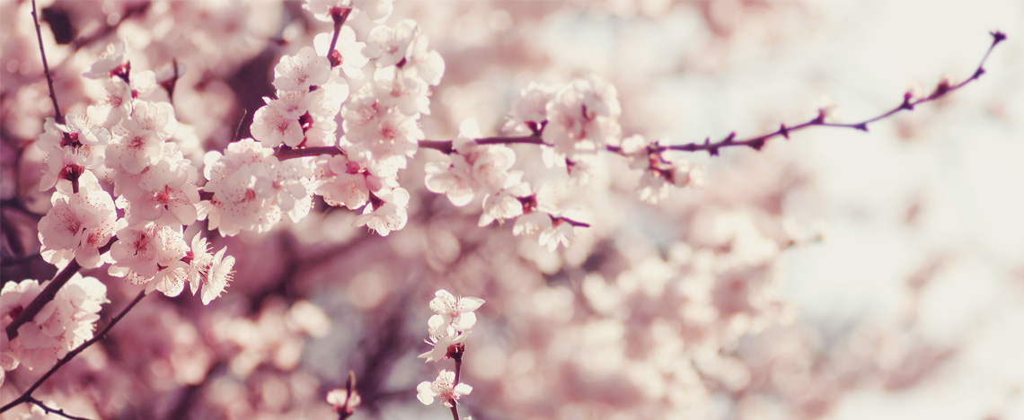 Japanese tuin – 10 tips - I Love My Garden