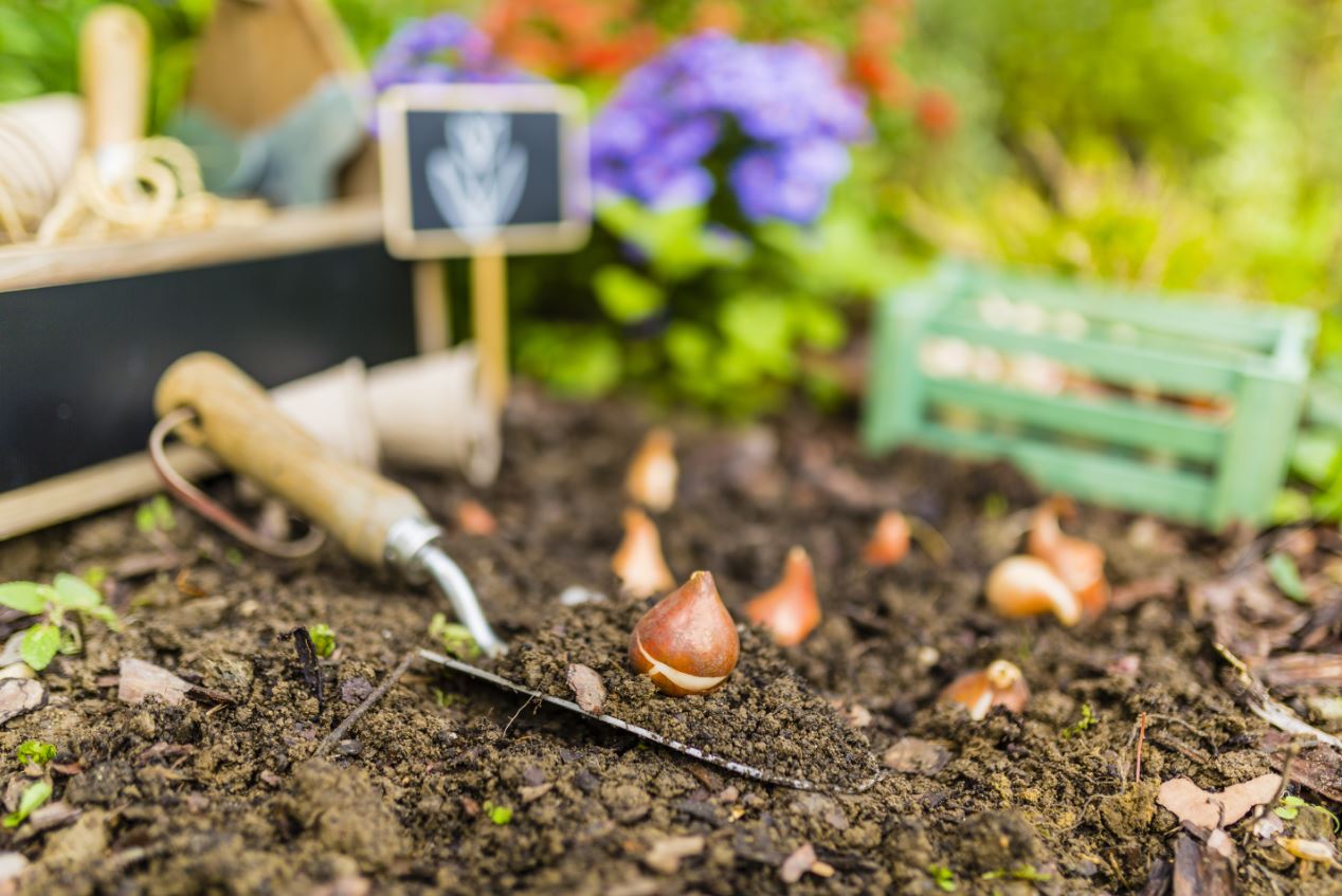 Plantas bolbosas: Identificar, resolver os problemas
