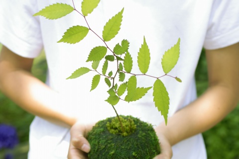 jardin_suspendu1_0.jpg null