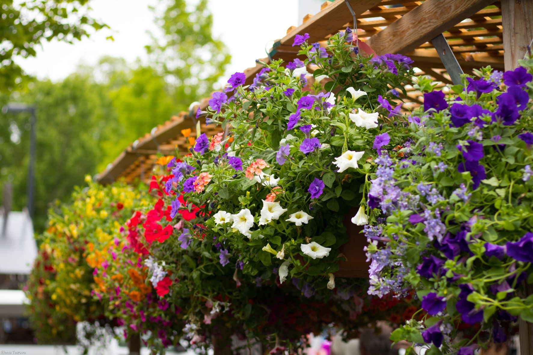 5 astuces pour réussir vos jardinières