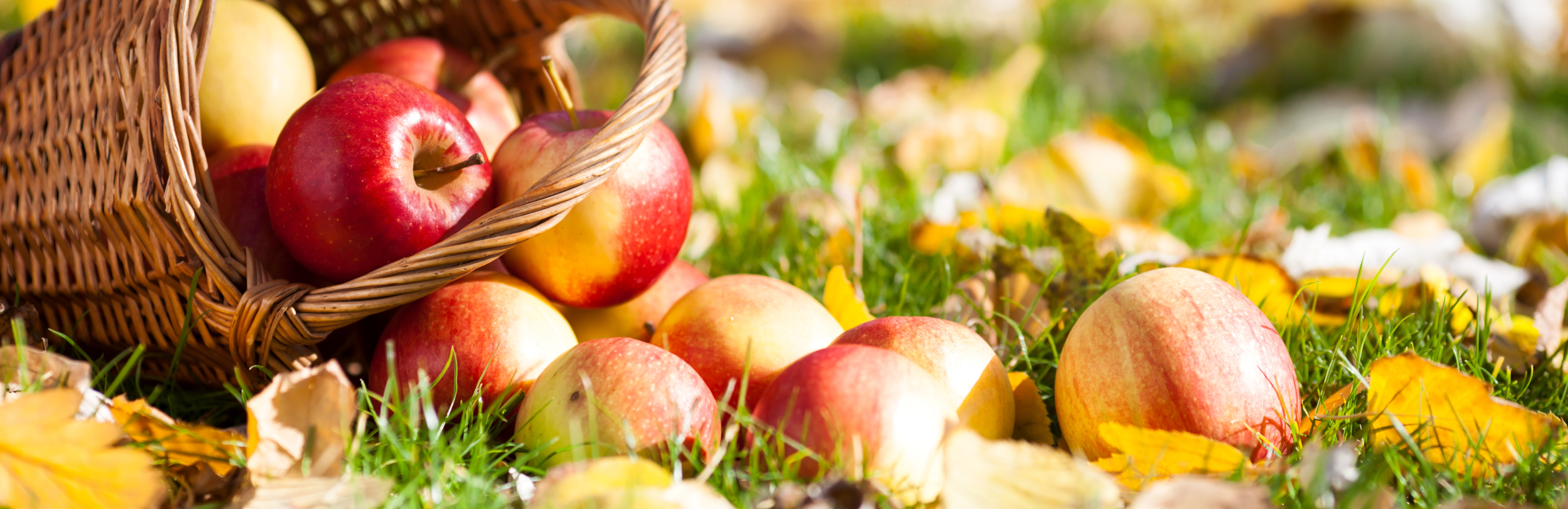 Jak zadbać o ogród jesienią?