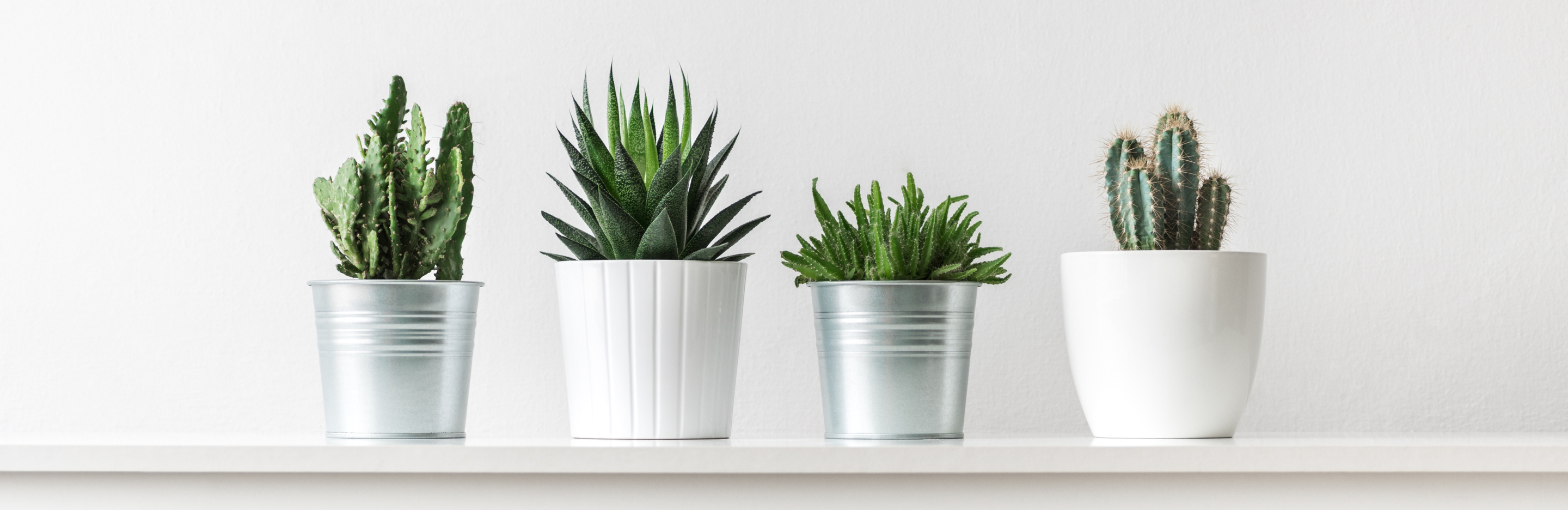 Pielęgnacja kaktusów 