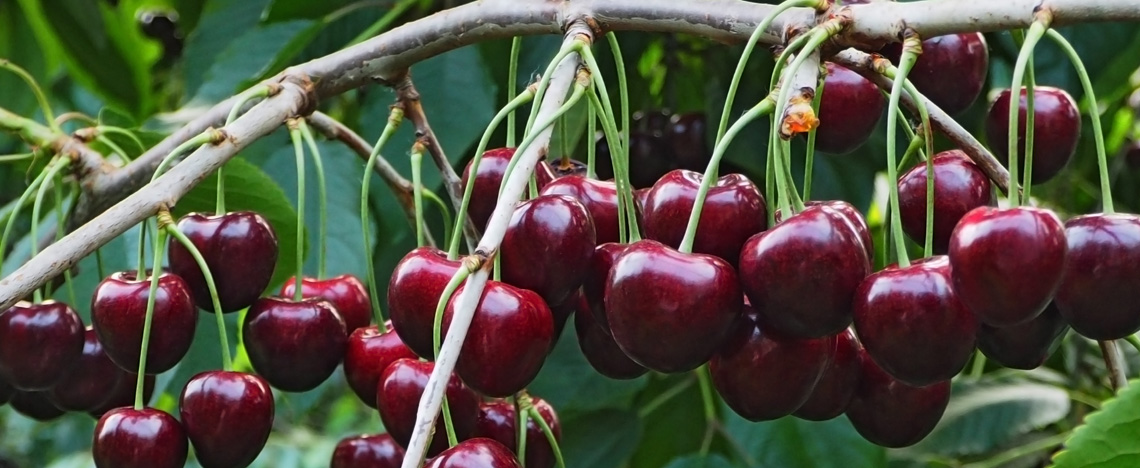 Kersenboom snoeien – Eigen fruit in de tuin - I Love My Garden