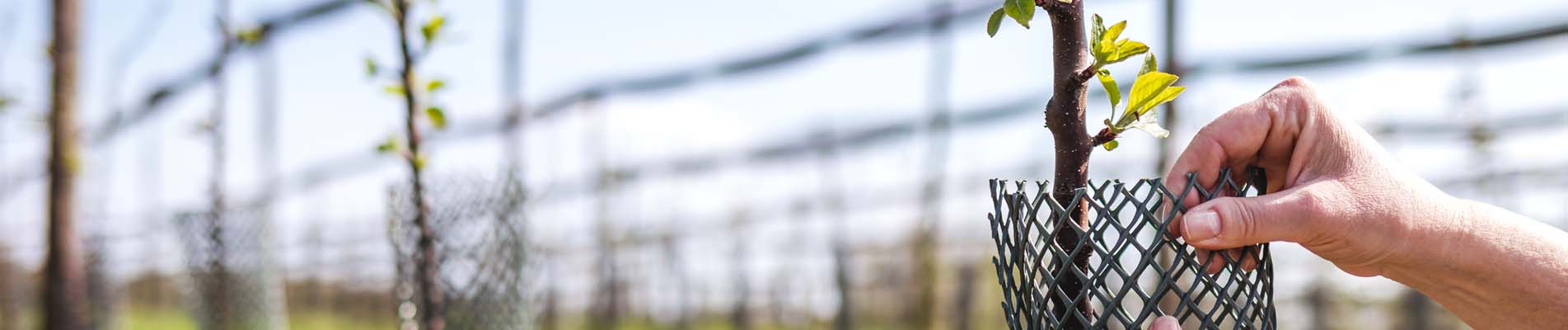 Evergreen garden care investit dans la durabilité et réduit son empreinte écologique en plantant des arbres