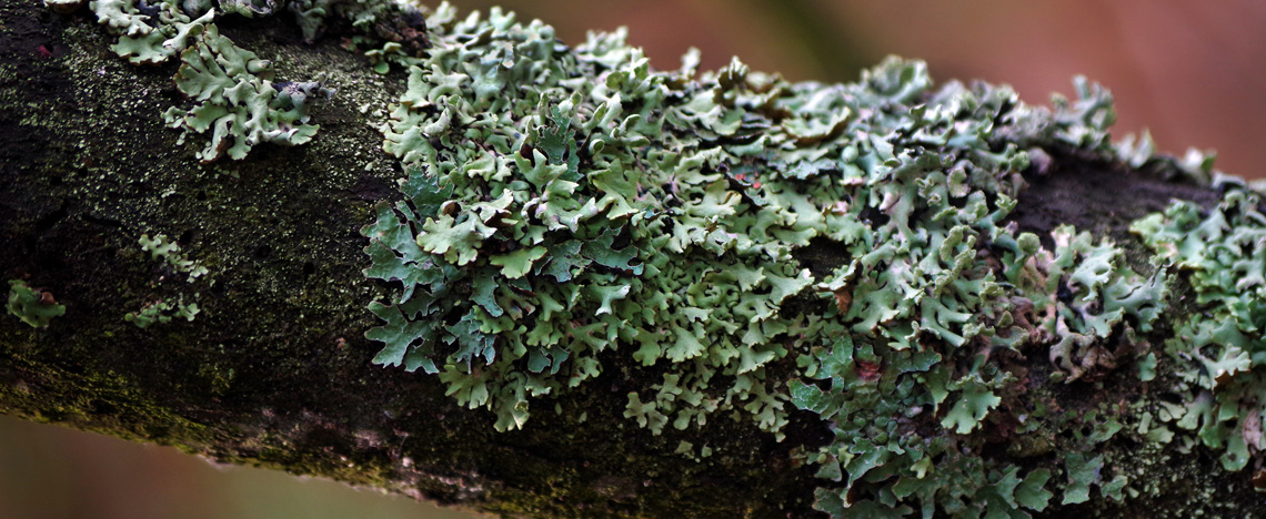 Kortsmos verwijderen - Love the garden