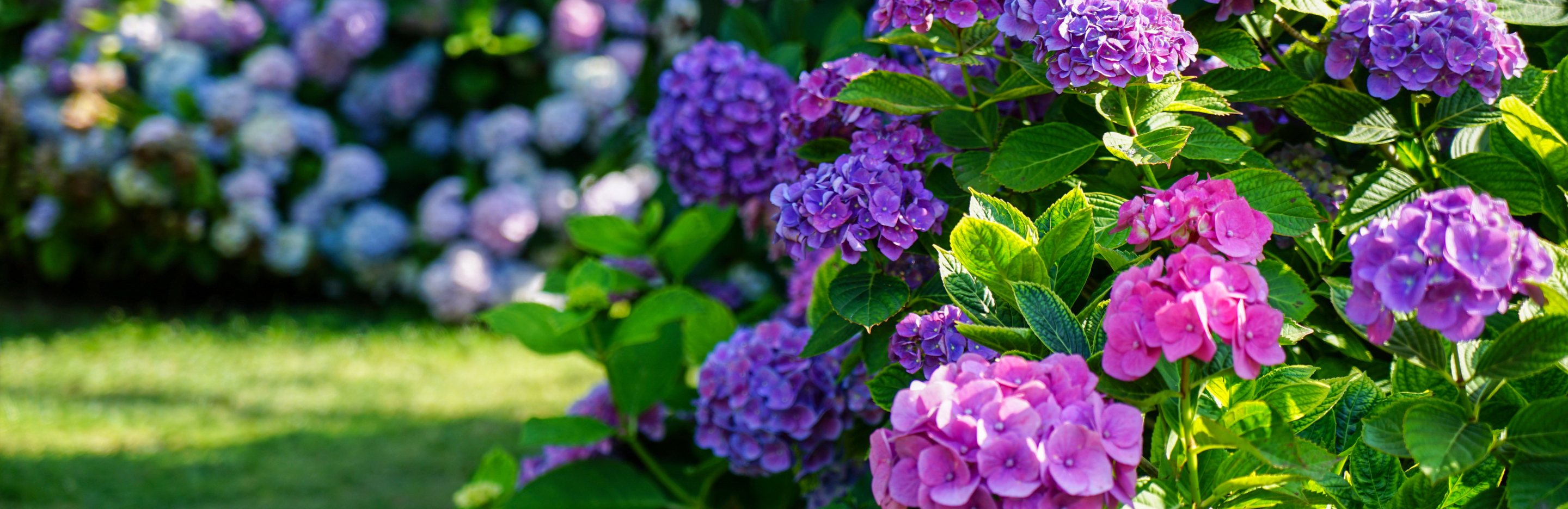 Zagajamy o roślinach kwaśnolubnych