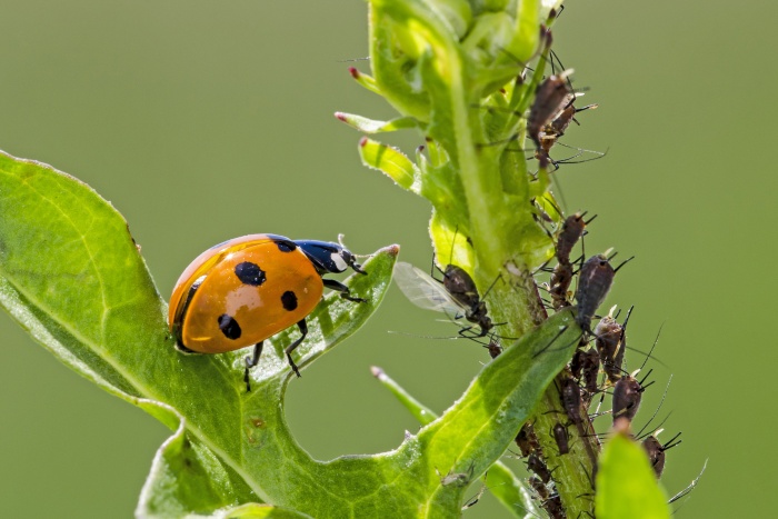 ladybird_and_aphids_on_plant_stem_1.jpg null