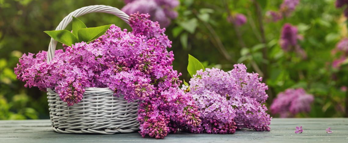 Taille des lilas | I Love The Garden