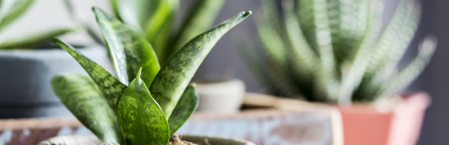 Low maintenance houseplants