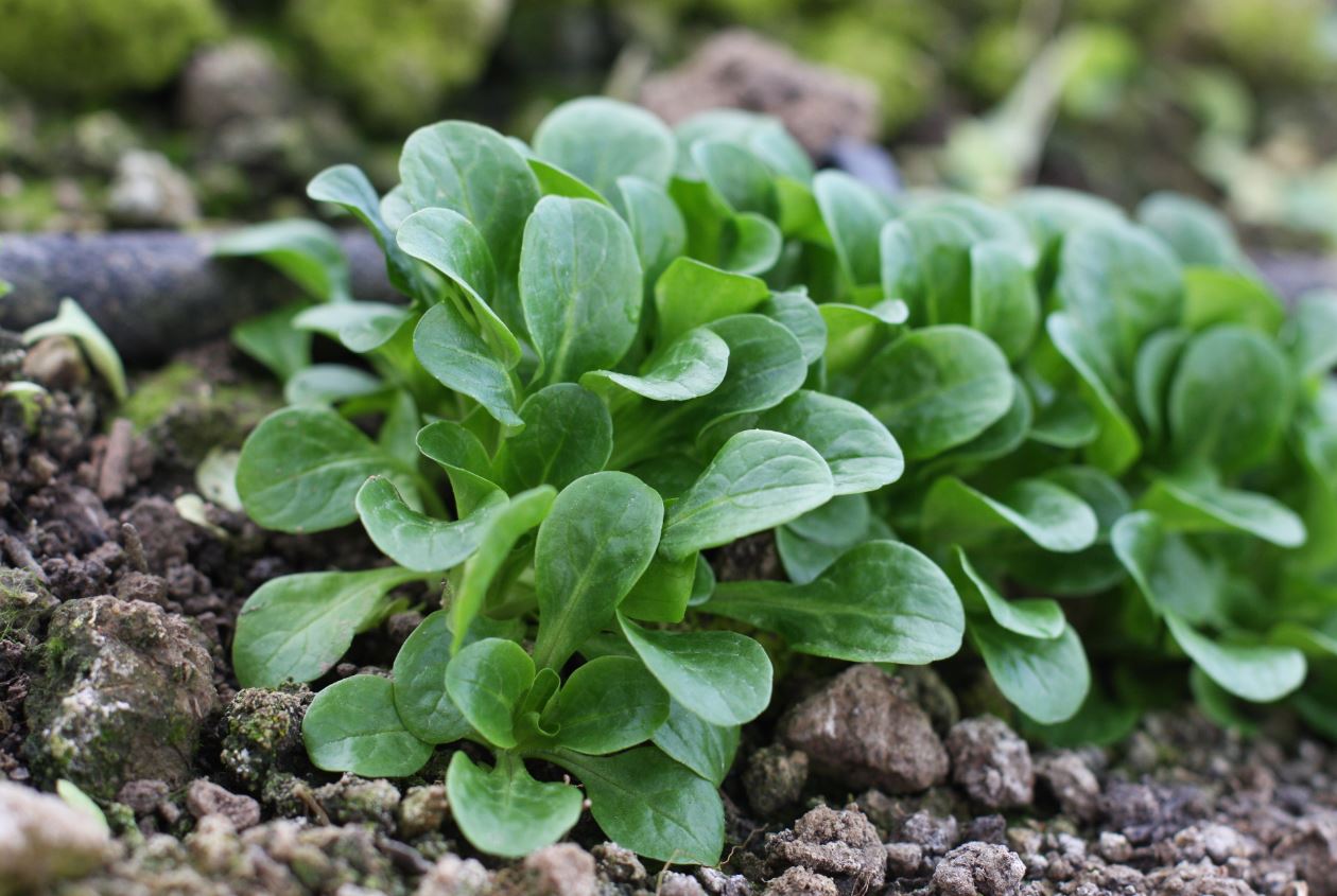 Legumes de folhas: Identificar, resolver os problemas 
