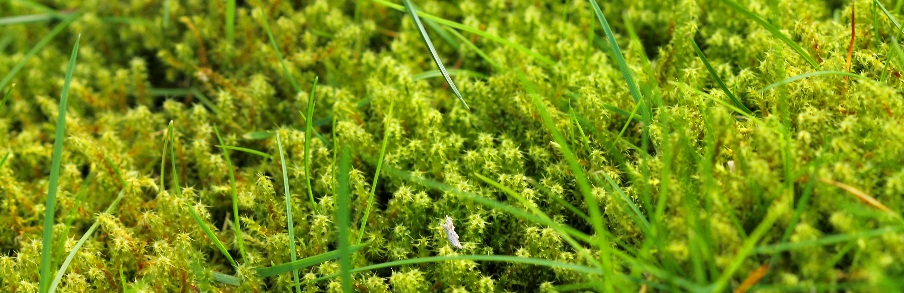  Jakie są skuteczne sposoby by pozbyć się mchu z trawnika 