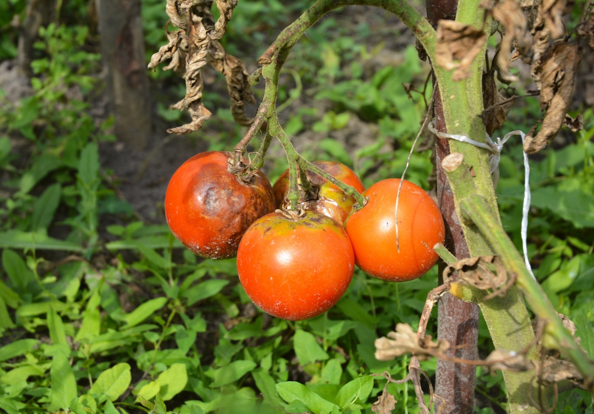 mildiou_tomate_shutterstock_478930798.jpg null