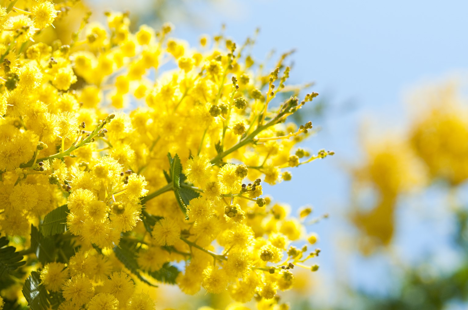 Cítricos y plantas mediterráneas : Mantener y cuidar
