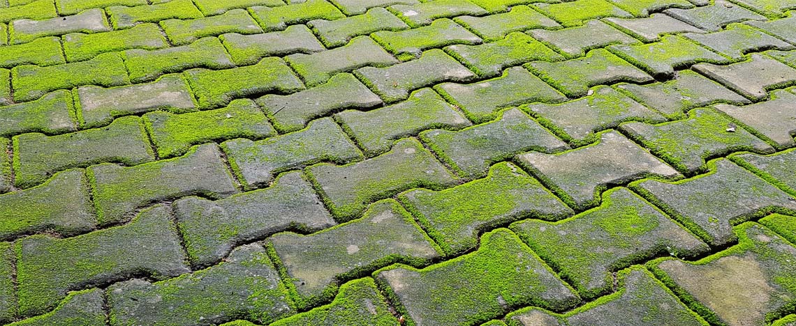 Groene aanslag verwijderen zonder schrobben | Ilovemygarden