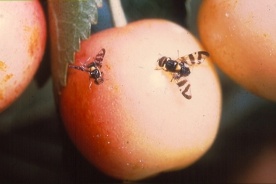 mouche_des_fruits.jpg null