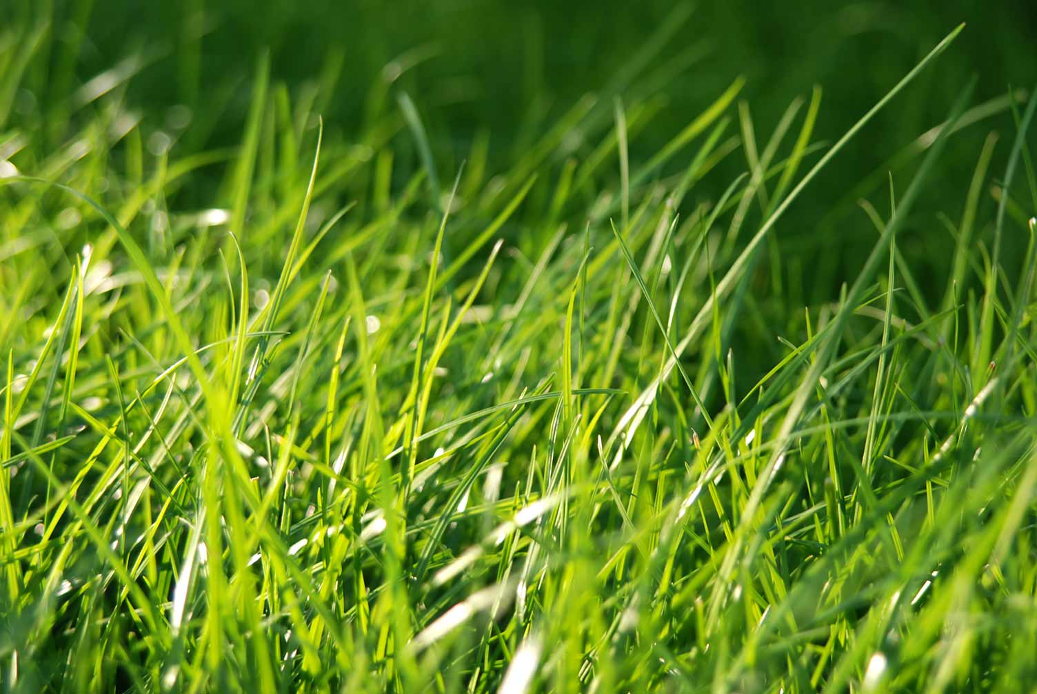 new-spring-grass.jpg First cut and feed | David Domoney | Miracle Gro