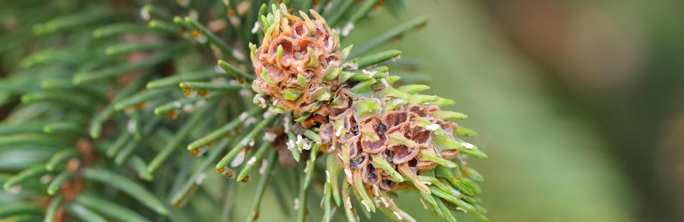 Ochojniki w ogrodzie – jak je zwalczać?