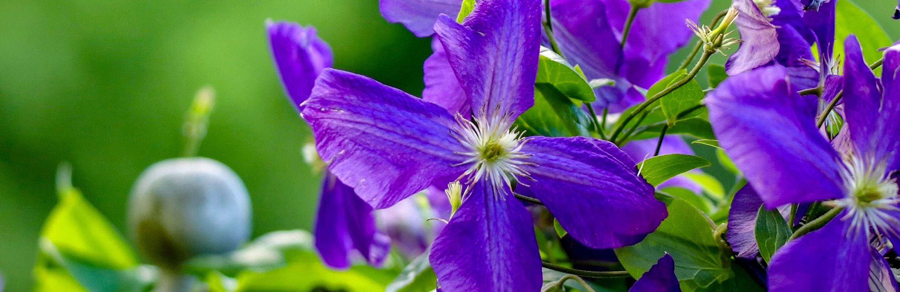  Ochrona powojników przed insektami